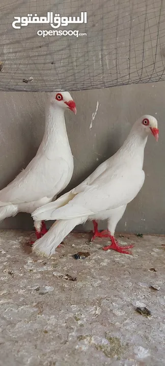 جوز سلافر ابيض