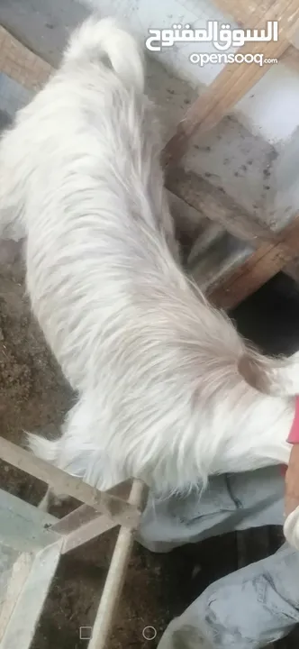 عنزين للبيع لحم وحليب