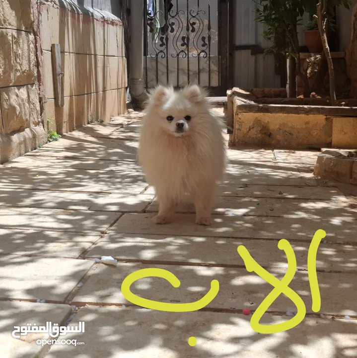 كلاب بوميرينان صغار  للبيع