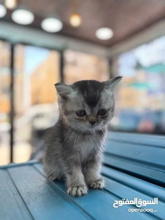 سكتش فولد وسكتش ستريت