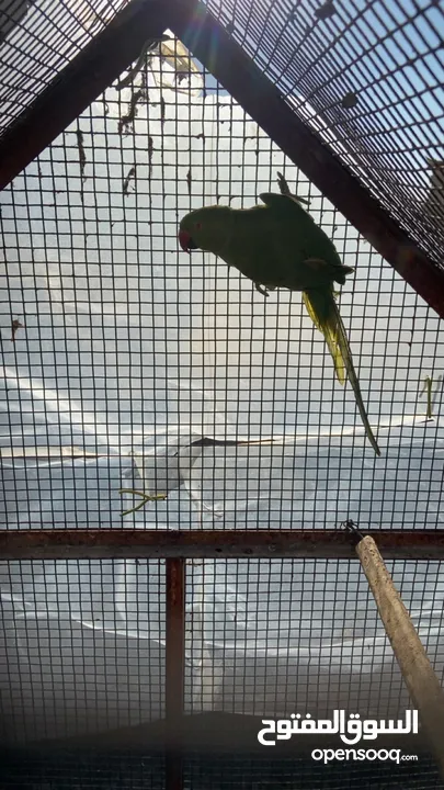 ببغاء دره غير أليف للبيع أو بدل