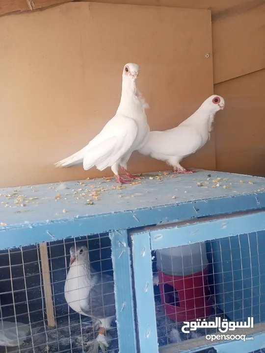 حمام جوز بولنديات