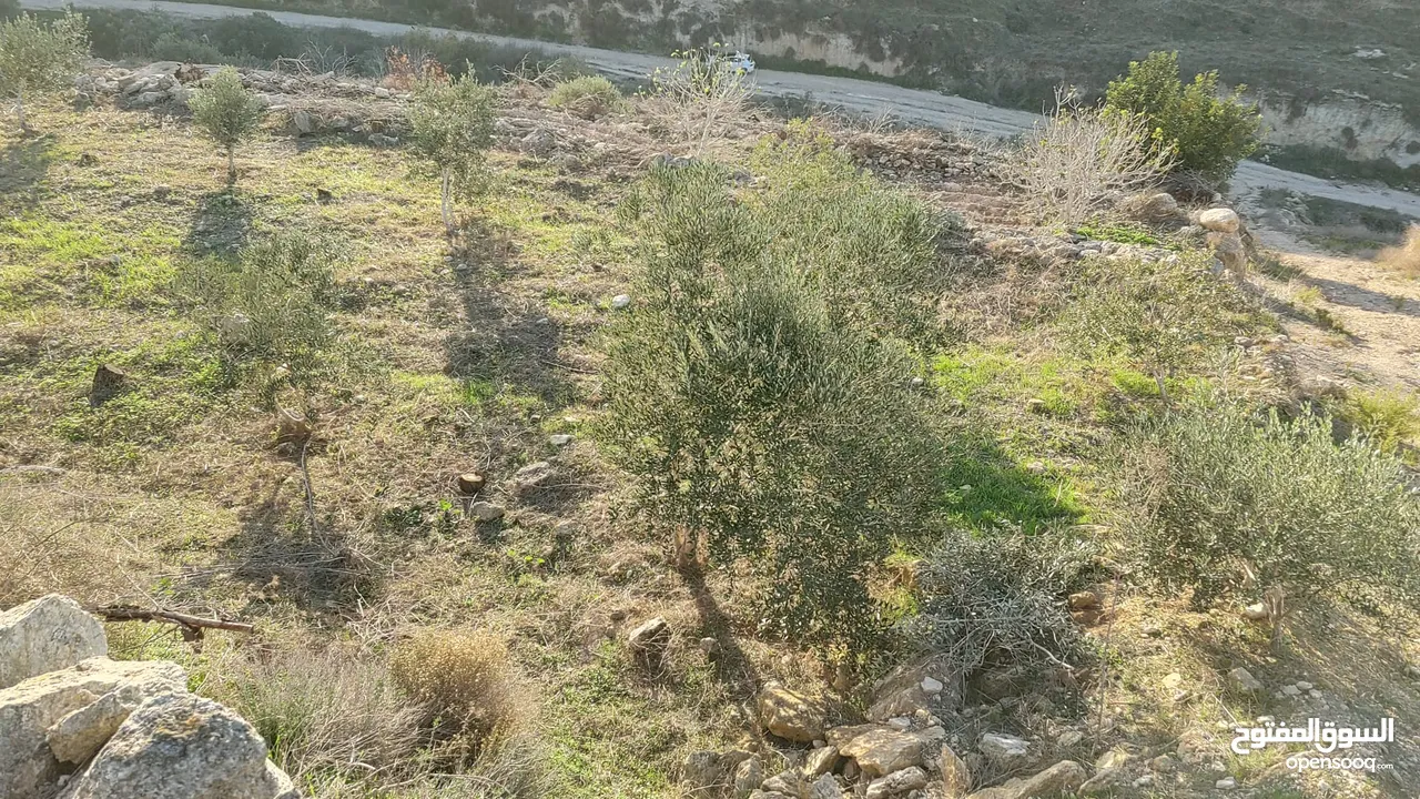 أرض للبيع في جنين بالقرب من دوار عصفور وجامعة القدس المفتوحه قديما