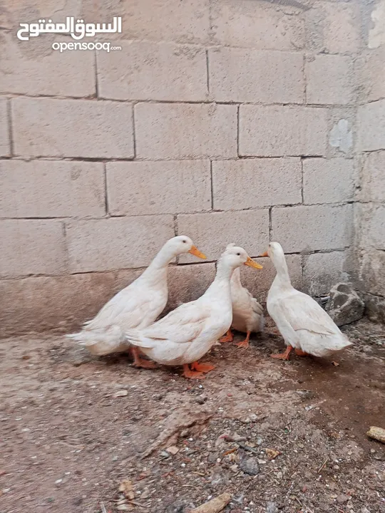 بط انثاتين وذكرين للبيع الرصيفه