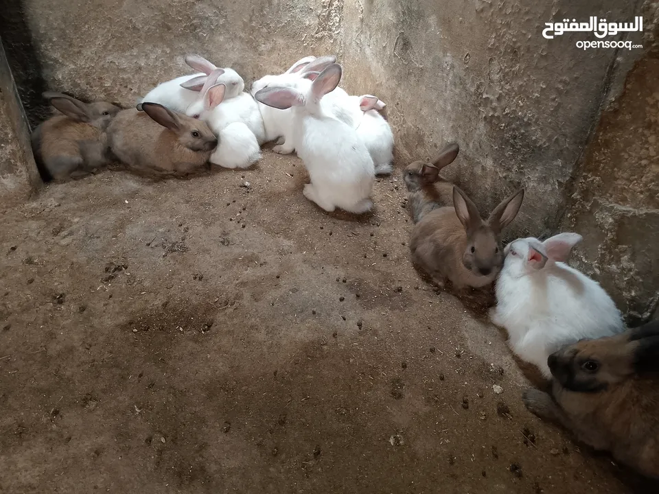 ارانب للبيع فرنسي وبلدي