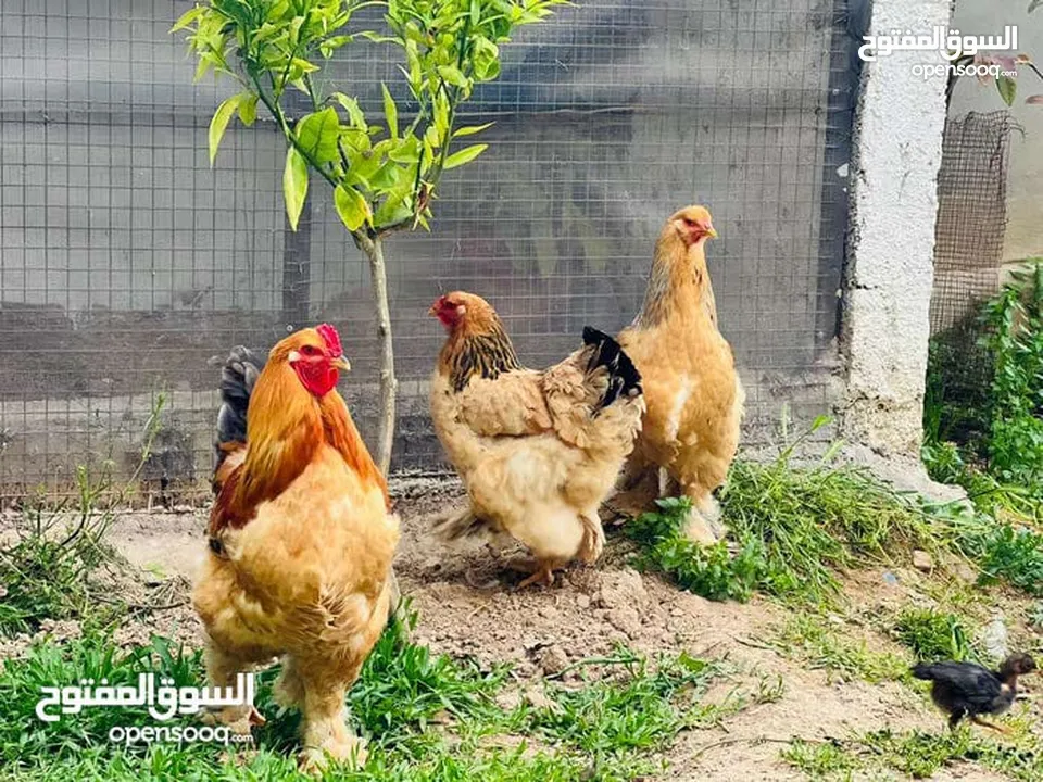 بيت دجاج براهيم وباكستاني
