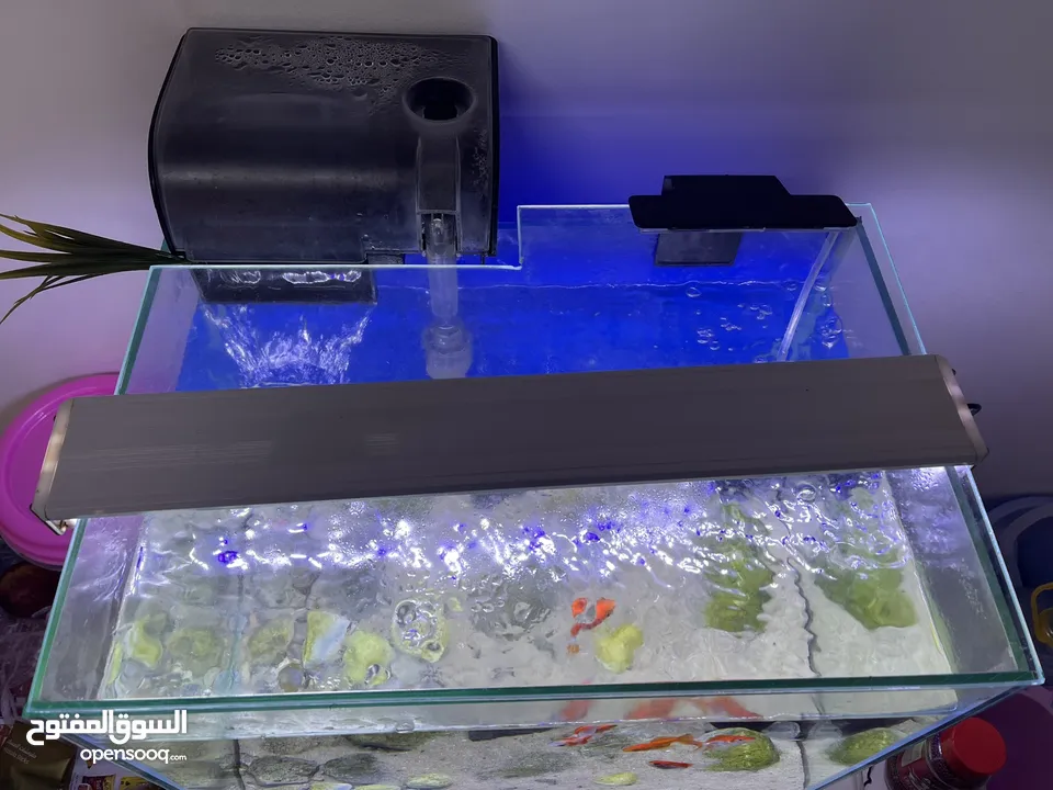 Fish tank with fish and accessories