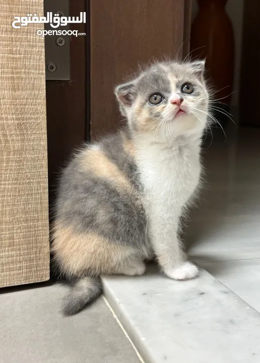 Scottish Fold kittens