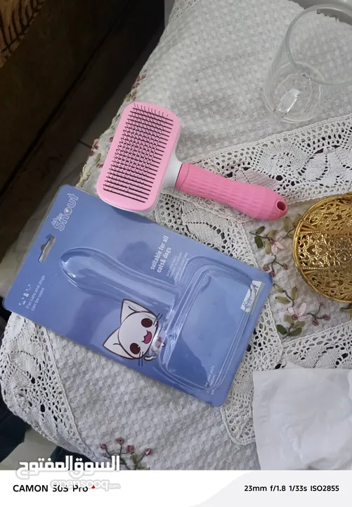 للبيع قط سكوتش فولد
