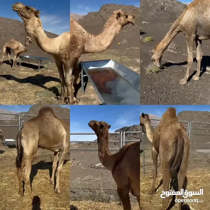 بعران ونياق للبيع فووول سمنه إلي يبا يضم عيده أو ل رمضان