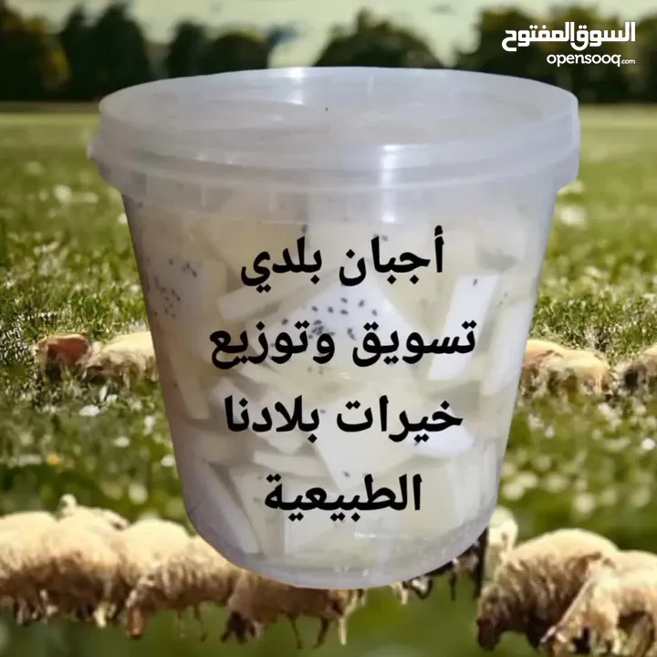 جبنة غنم صافي بيضاء مغلية 