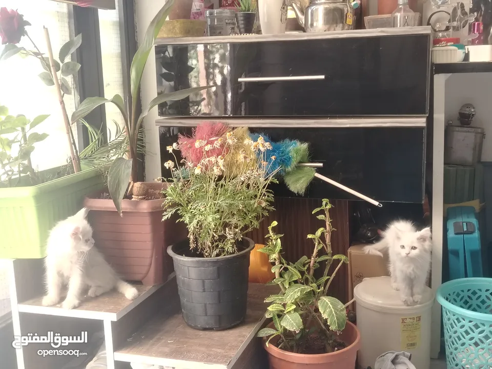 قطط شيرازي ذكر وانثي