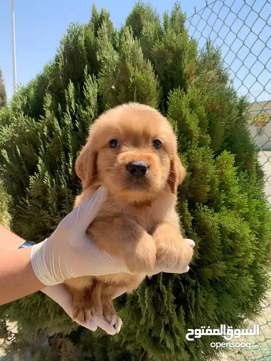 جولدن ريتريفر Golden retriever