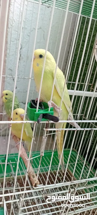 طيور حب  عصافير حب   ببغاء حب  بادجي   طيور  عصافير  ببغاء