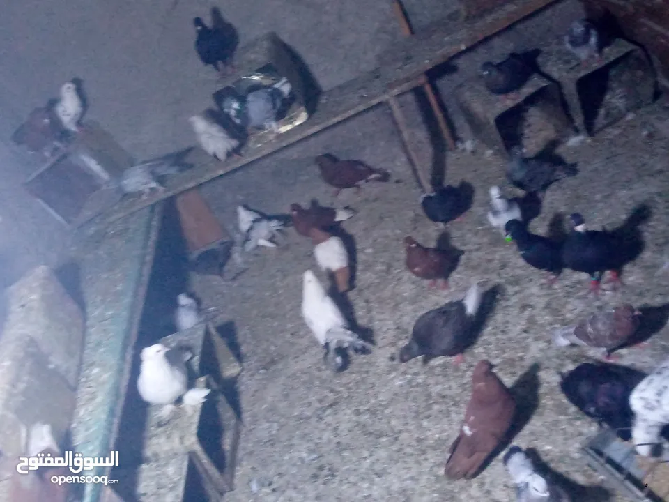 جوز حمام يمامه للبيع صحه ونضافه وشغال