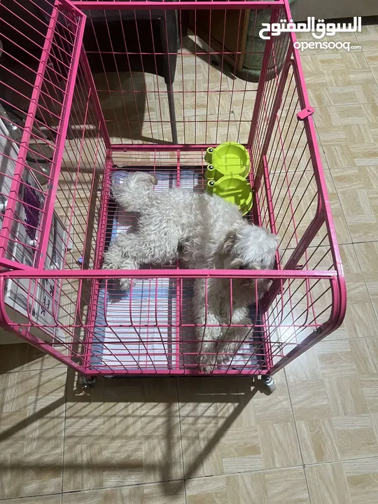 كلب زينه   بعمر ال 8 اشهر هادء جداااااا