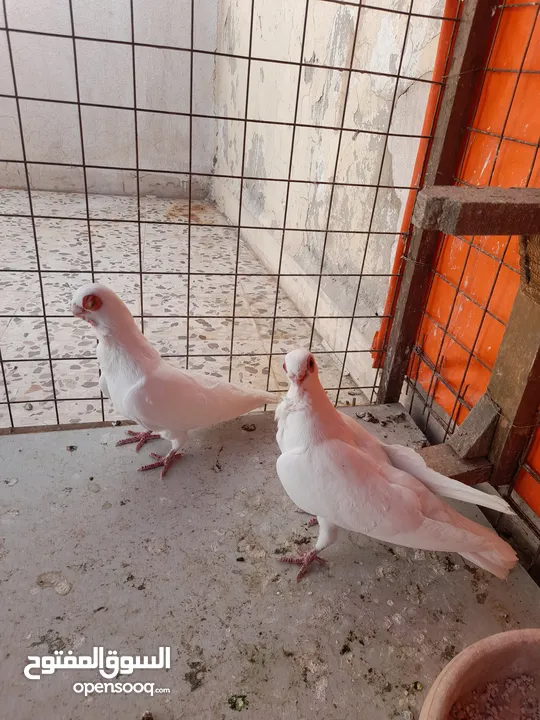 جوز بولنديات زائد طيره جوز شغالات والطيره شغاله مطلوب فيهم 45 دينار موجودات بجبل الجوفه