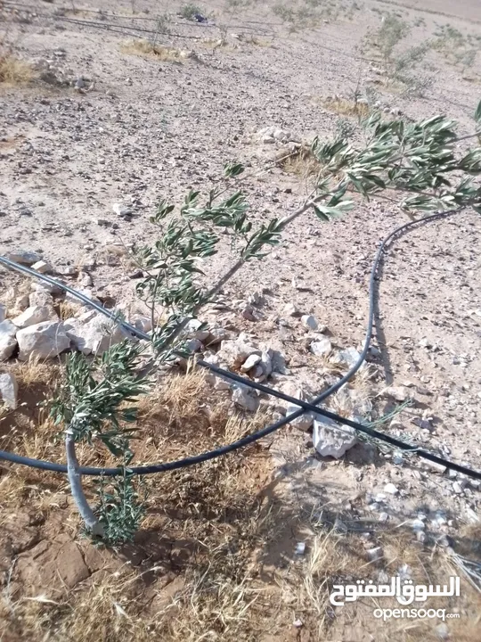 عشره دنمات للبيع