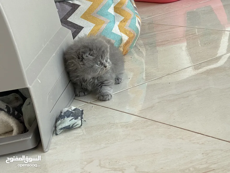 Scottish Fold Longhair 1 month old