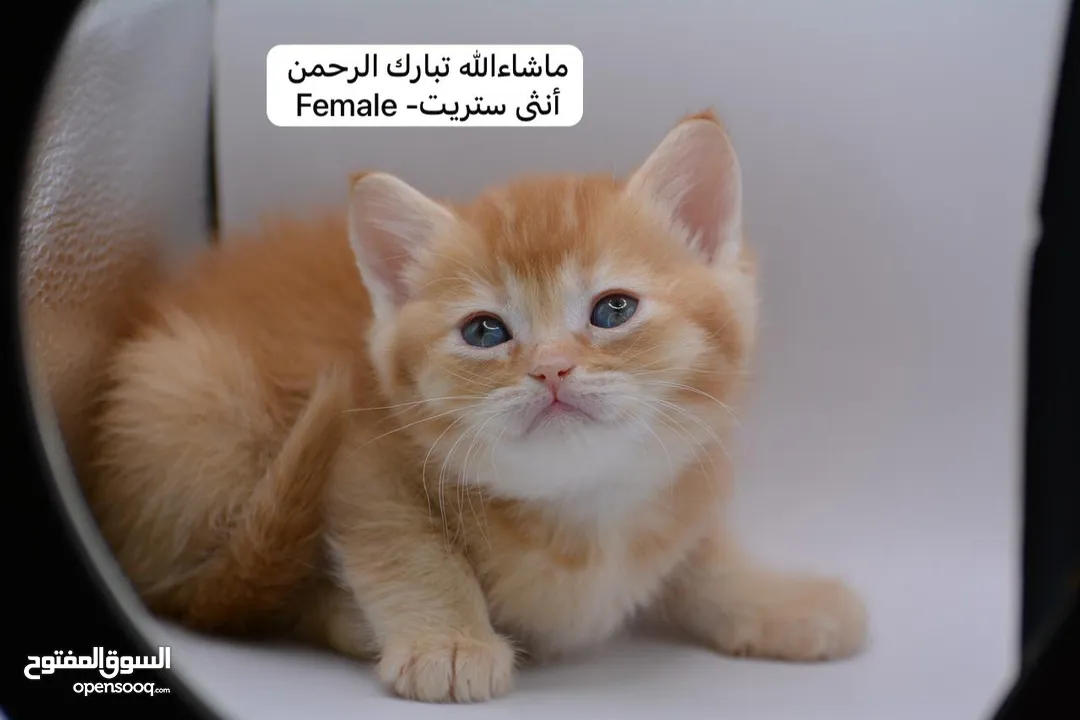 سكوتش كيتن فولد وستريت الوان مميزه ليلك ومشمشي وغيرها 15 كيتن