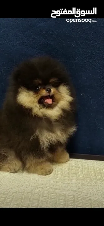 Pomeranian   Samoyed    Giant Malamute