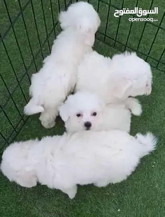Maltese cute puppies