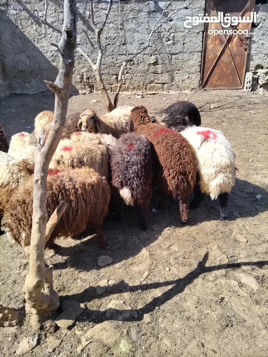 خرفان وعبور