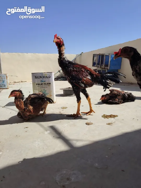 باكستاني، براهما، امهات لاحم فرخات عمر 3 شهور  صوص باكستاني حر  ديوك باكستاني خط أول و فرخات شغالة