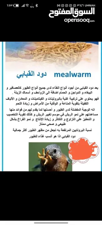 يرقات دود القبابي حي ميلوورم mealworm غذاء ممتاز بروتين حيواني لا يسبب التشحيم للطيور والاسمام