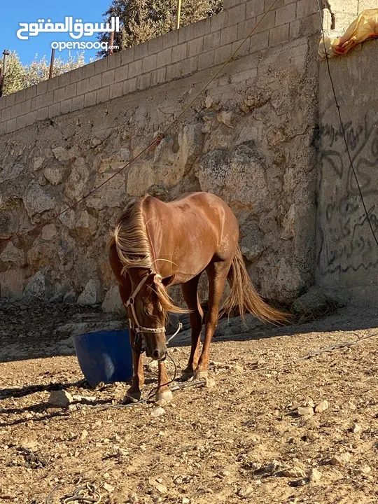 حصان عربي اصيل للبيع