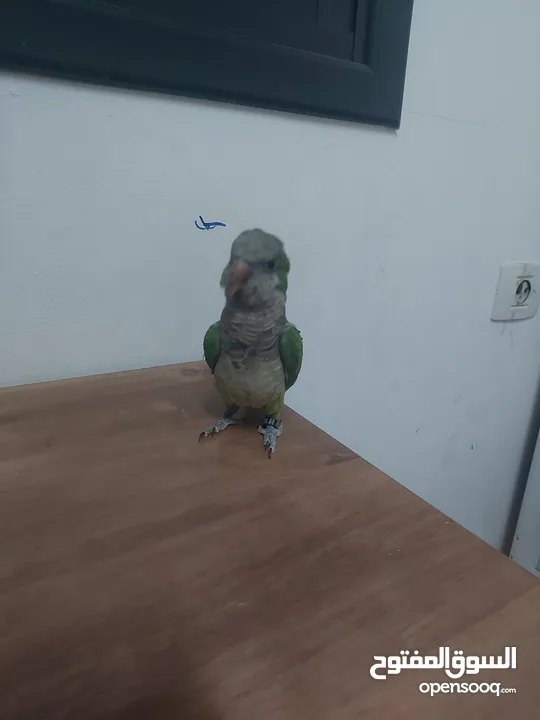 ببغاء كوكر