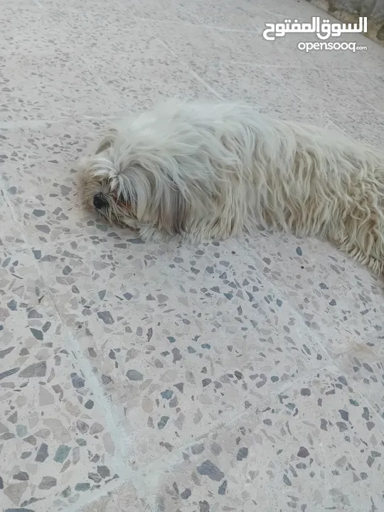 كلب مالتيز أنثى عمر 5 شهور للبيع 100 دينار