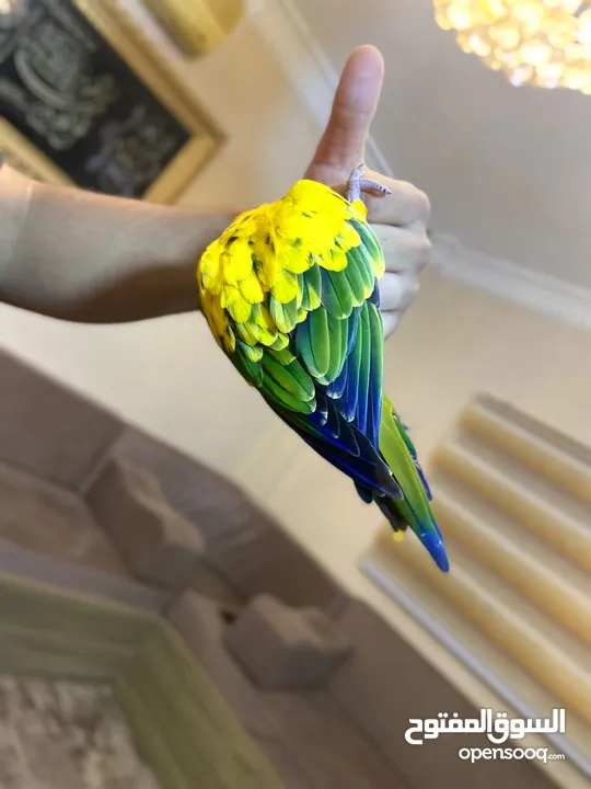 ببغاء صن كنيور عباره عن لعبه  تفاصيل عبر الرقم