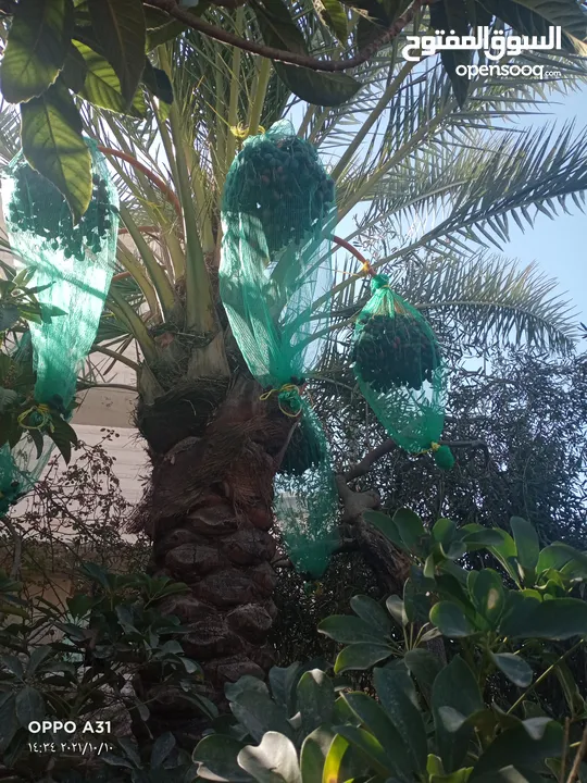 فني أشجار النخيل