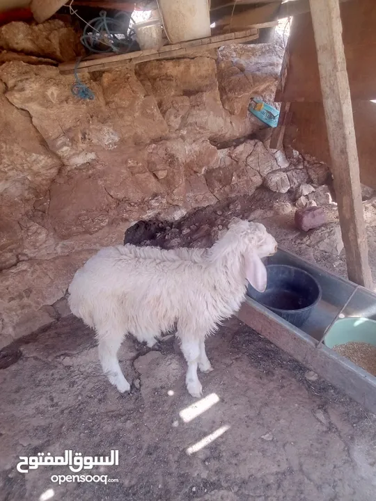 خاروف للبيع