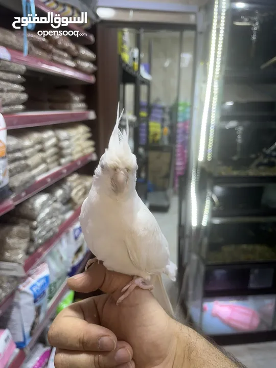 البينو كوكتيل أبيض جامبو أليف جدا