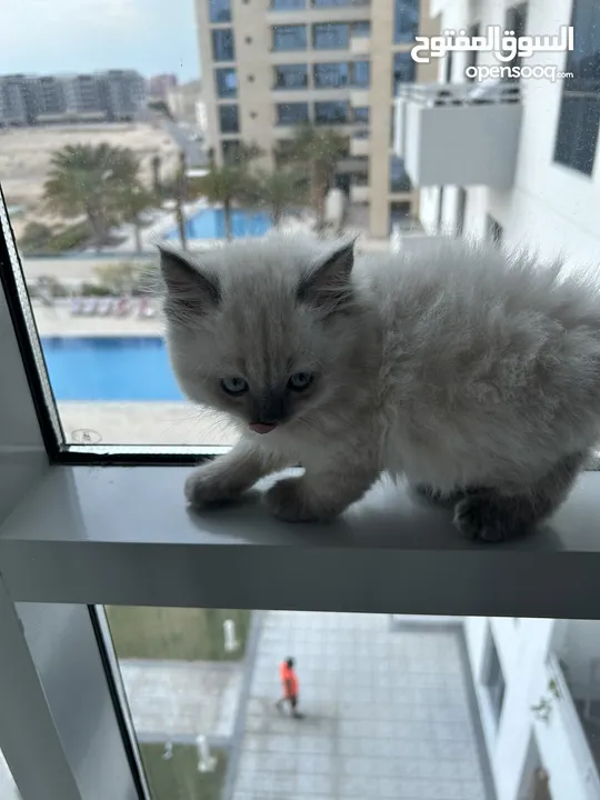 قطط هيمالايا Himalayan kittens