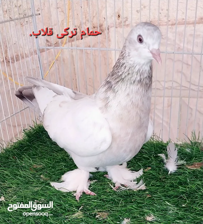 Russian tumbler pigeon for sale.and turkish tumbler pigeon for sale and Pakistani tumbler pigeon for