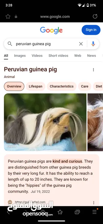 ارنب هندي . ارانب هندية . guinea pig