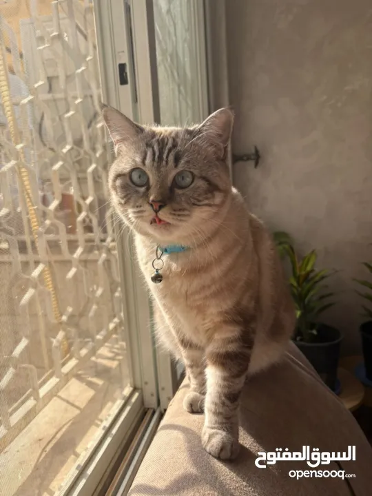 قطط بيتيه للبيع