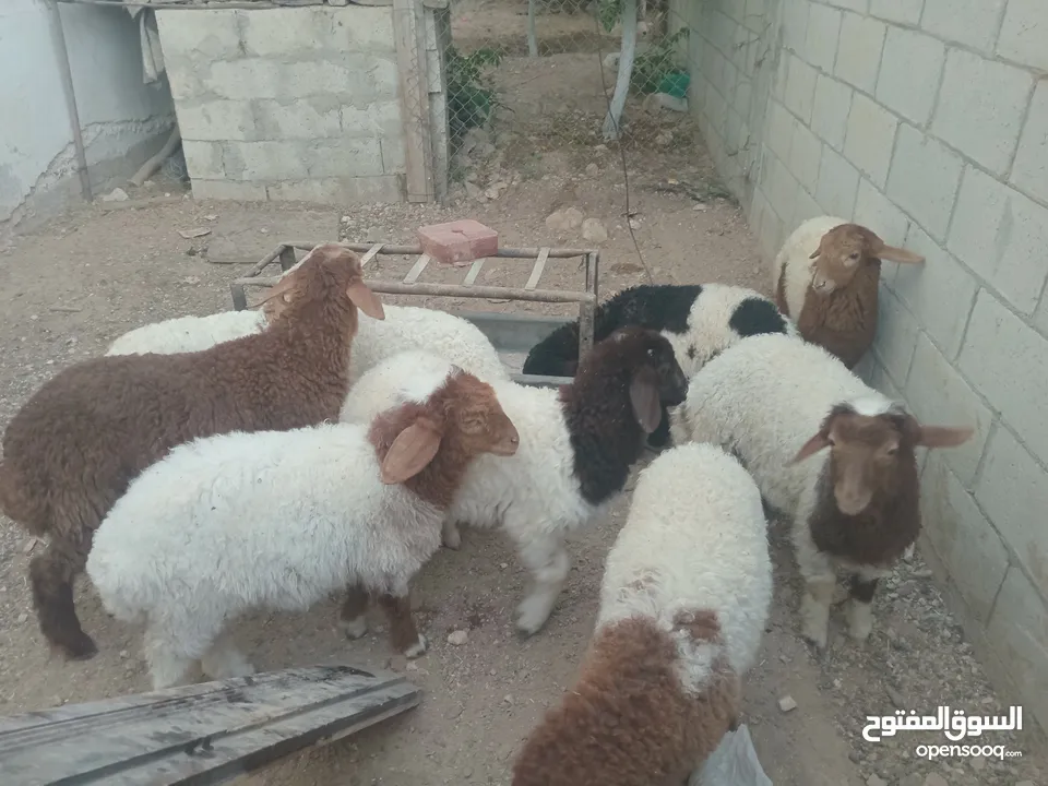 عبر عمر 3 شهور  عدد9