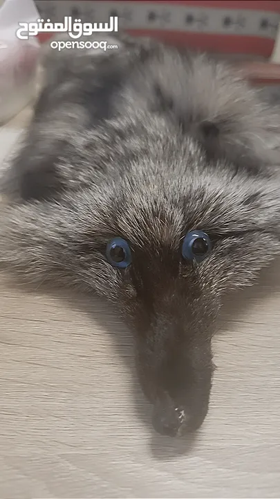 فروه silver fox