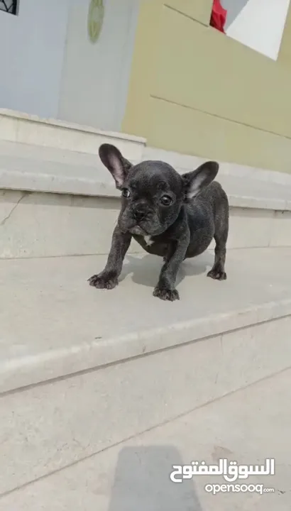 Female French Bulldog ( Blue eyes ) جرو انثي فرنش بولدوج بعيون زرقاء ، عمرها 3 اشهر- مع التطعيمات