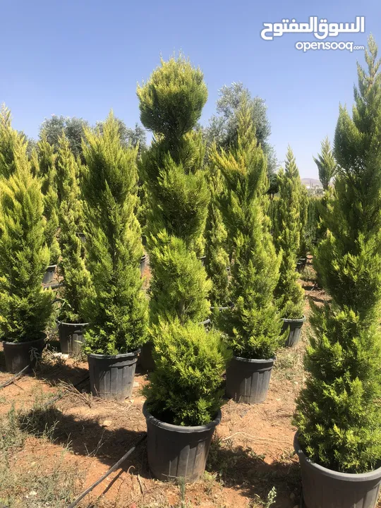 مشاتل الاندلس لانتاج وبيع جميع انواع الاشجار المثمره واشجار الزينه البلديه والمستوردة