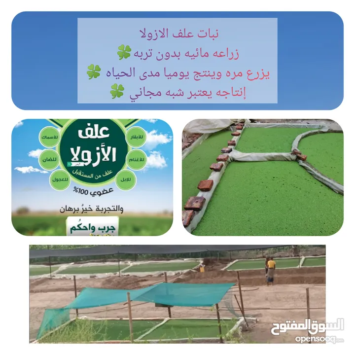 علف الازولا يزرع مره وينتج يوميا مدى الحياه للدجاج والمواشي وجميع الحويانات