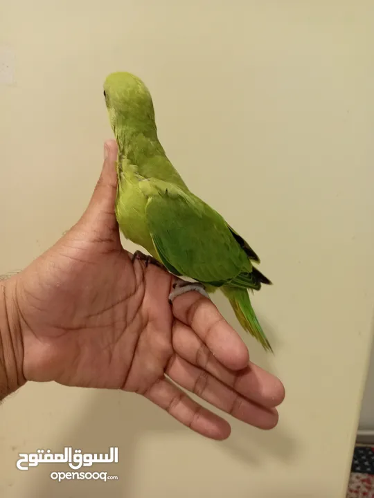 Green Ringneck parrot baby
