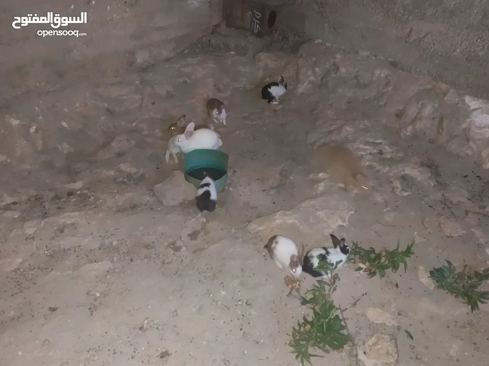 خمس اناثي وذكر شغالات للبيع  بسعر مناسب
