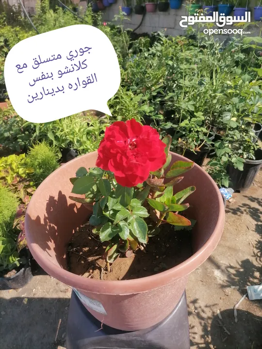 اشتال للبيع يتوفر اشتال منوعه وجميله