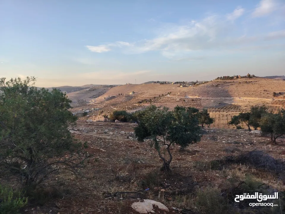 مزرعة لقطة مميزة مشجرة جرش دحل مساحة 3دونمات ونصف