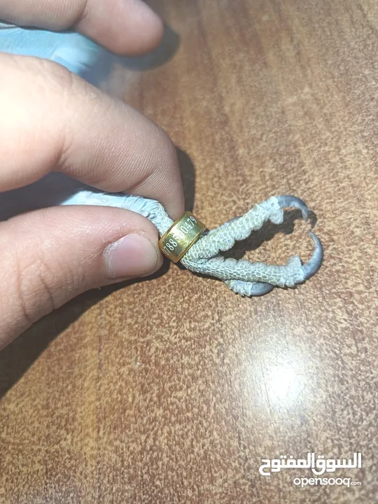 ببغاء دره لون ازرق طفره